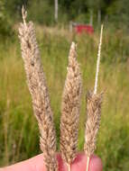 Image of Creeping Foxtail