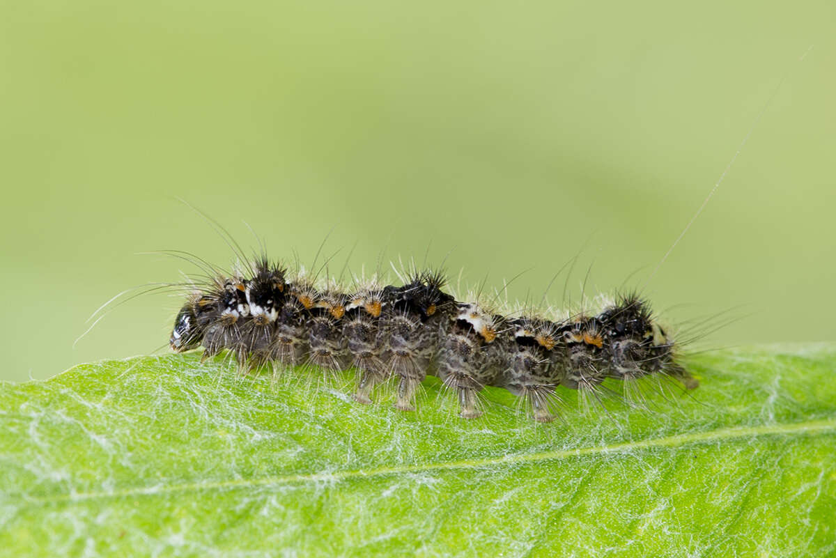 Image of orange footman