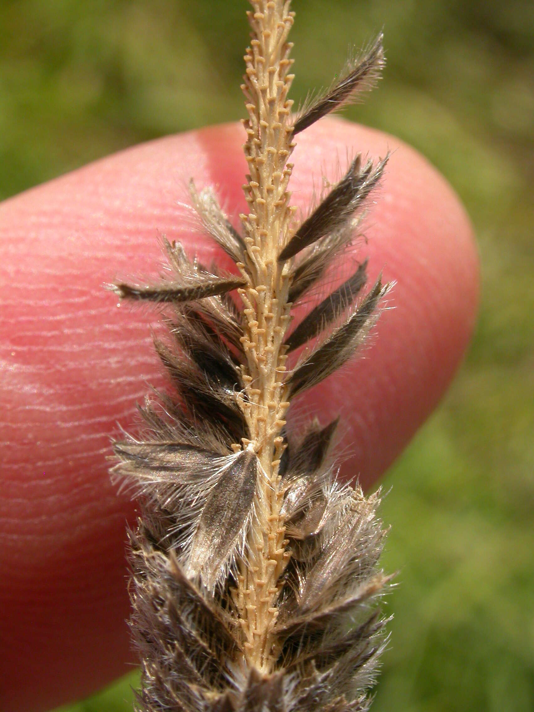 Image of Creeping Foxtail