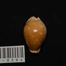 Image of great spotted cowrie