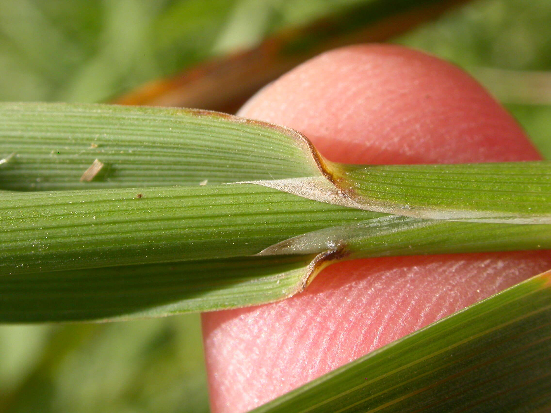 Imagem de Alopecurus arundinaceus Poir.