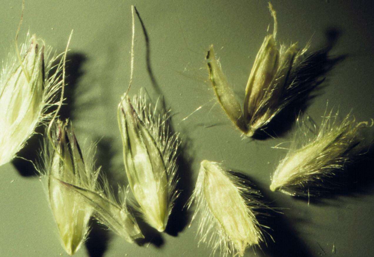 Image of Creeping Foxtail