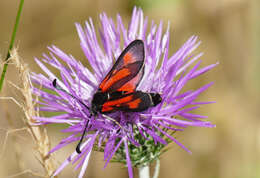 Image of Zygaena punctum Ochsenheimer 1808