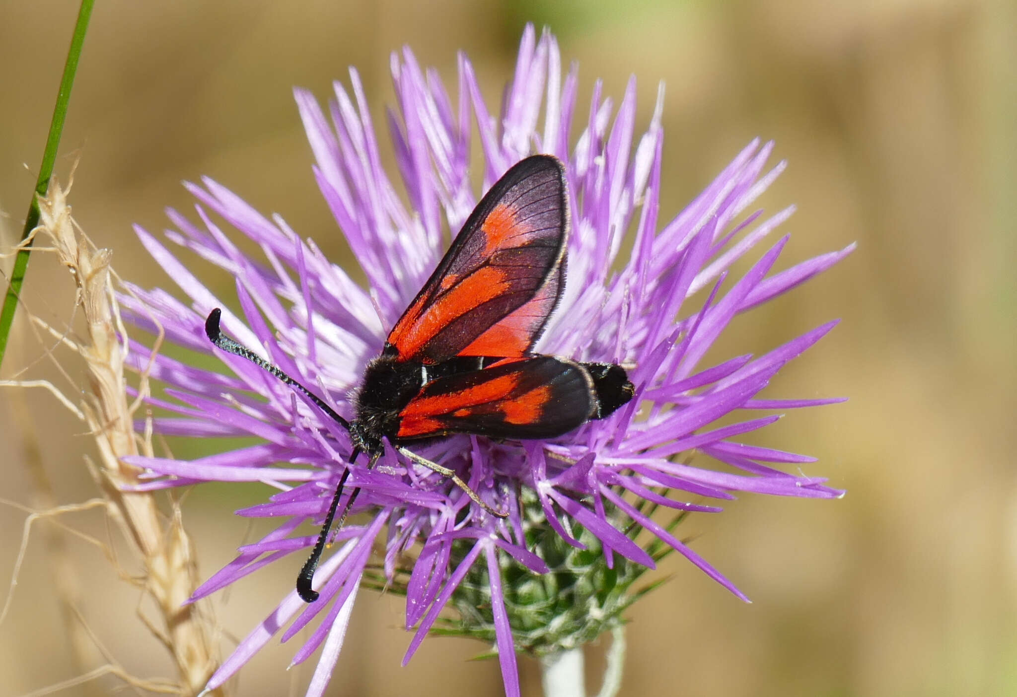 Image of Zygaena punctum Ochsenheimer 1808