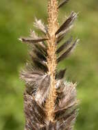 Image of Creeping Foxtail