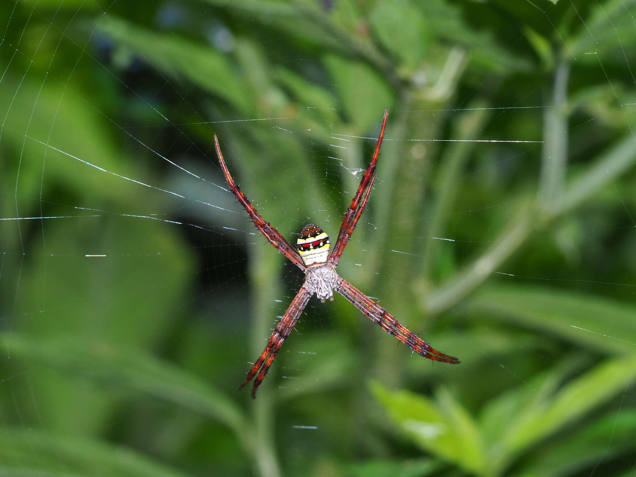 Image of Argiope aetheroides Yin, Wang, Zhang, Peng & Chen 1989