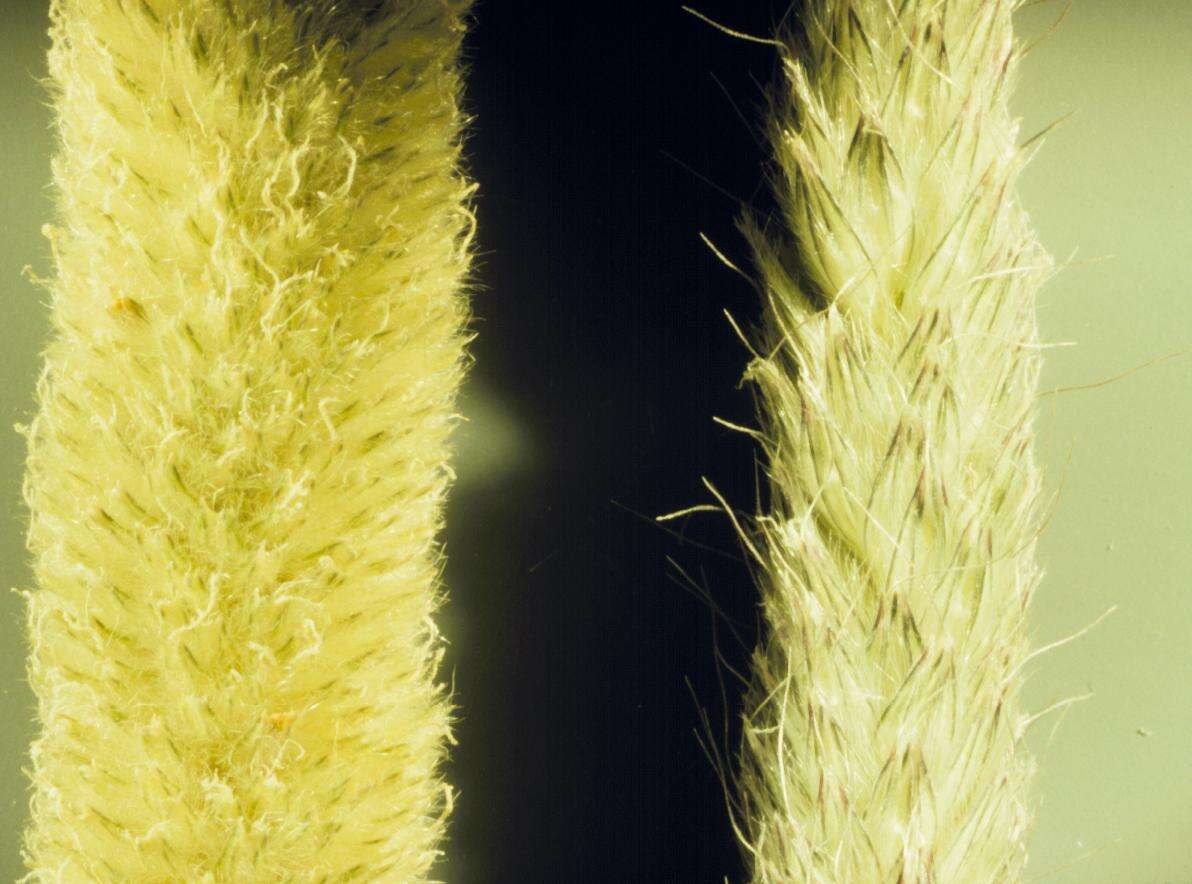 Image of Creeping Foxtail