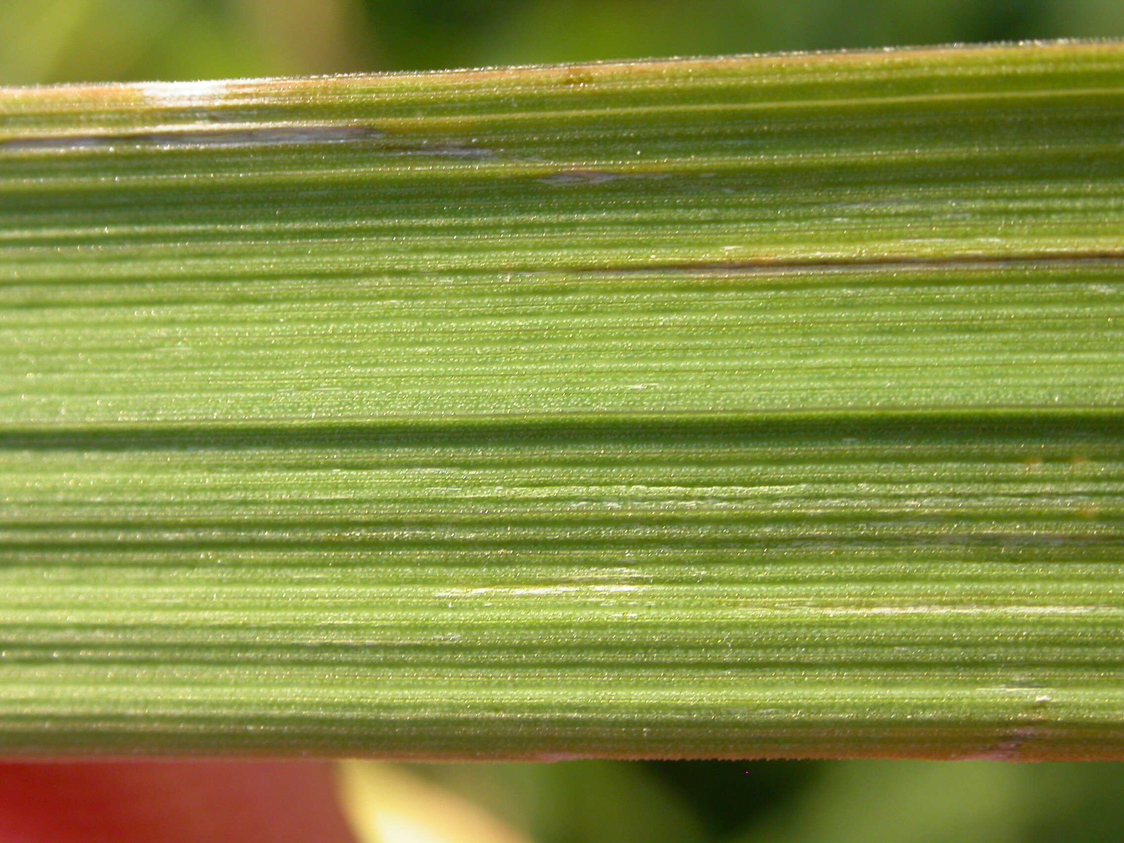 Image of Creeping Foxtail