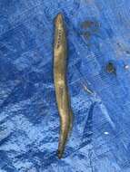 Image of Silver Lamprey