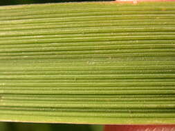 Image of Creeping Foxtail