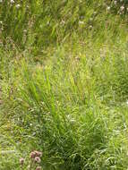 Image of meadow foxtail