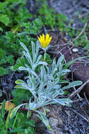 Image of Gazania rigens var. leucolaena (DC.) Rössl.