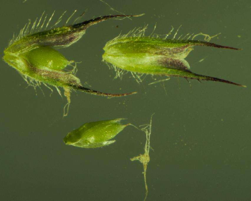 Image of alpine timothy