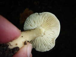 Image of Tricholoma saponaceum (Fr.) P. Kumm.