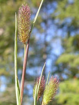 Image of alpine timothy