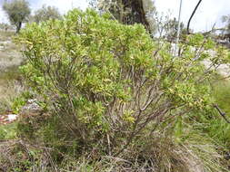 Image of Flax-Leaved Daphne