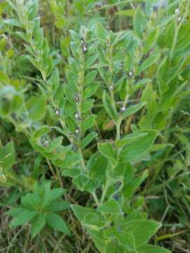 Слика од Lithospermum parviflorum Weakley, Witsell & D. Estes