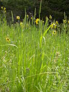 Image of oneflower helianthella