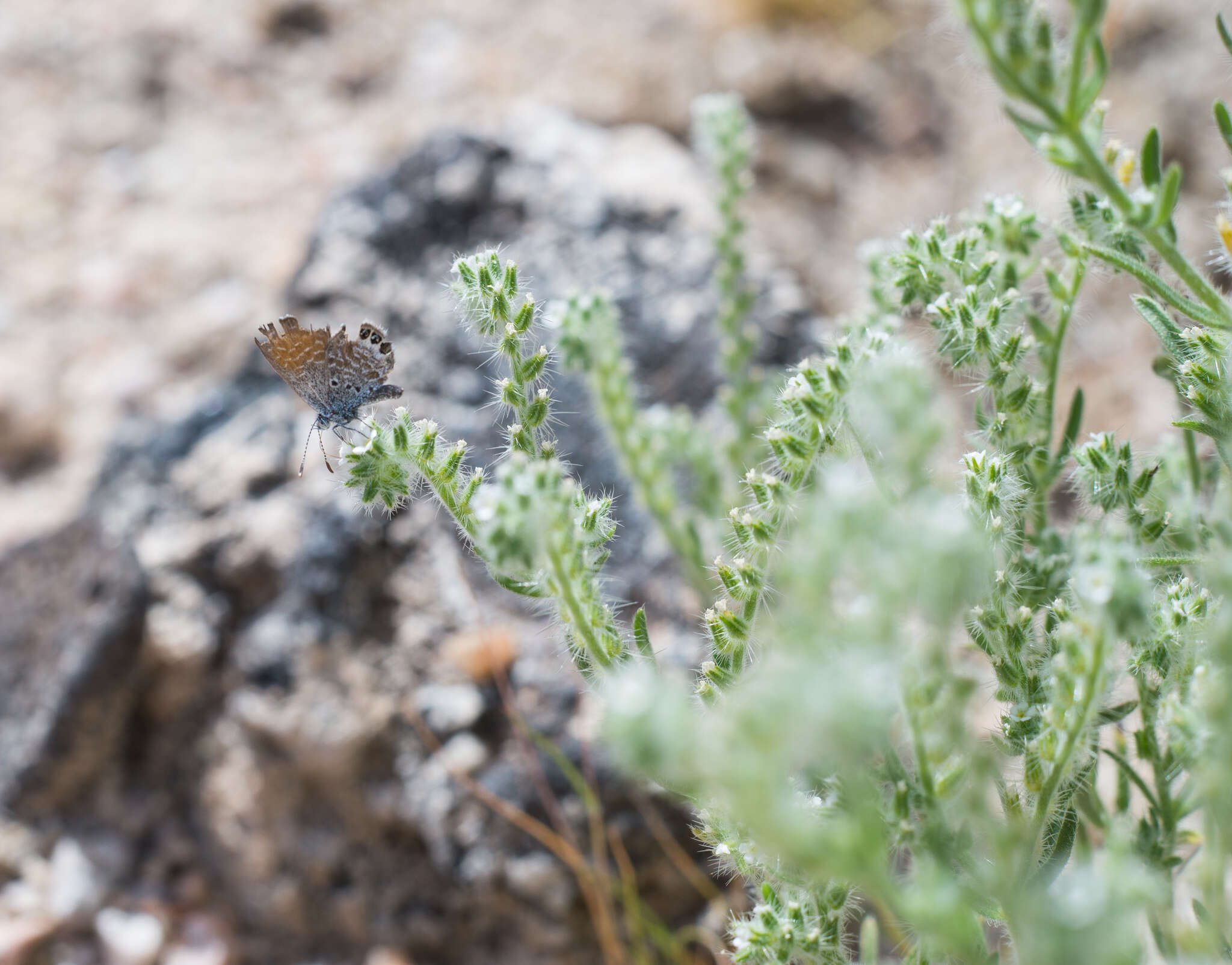 Image of Western pygmy blue