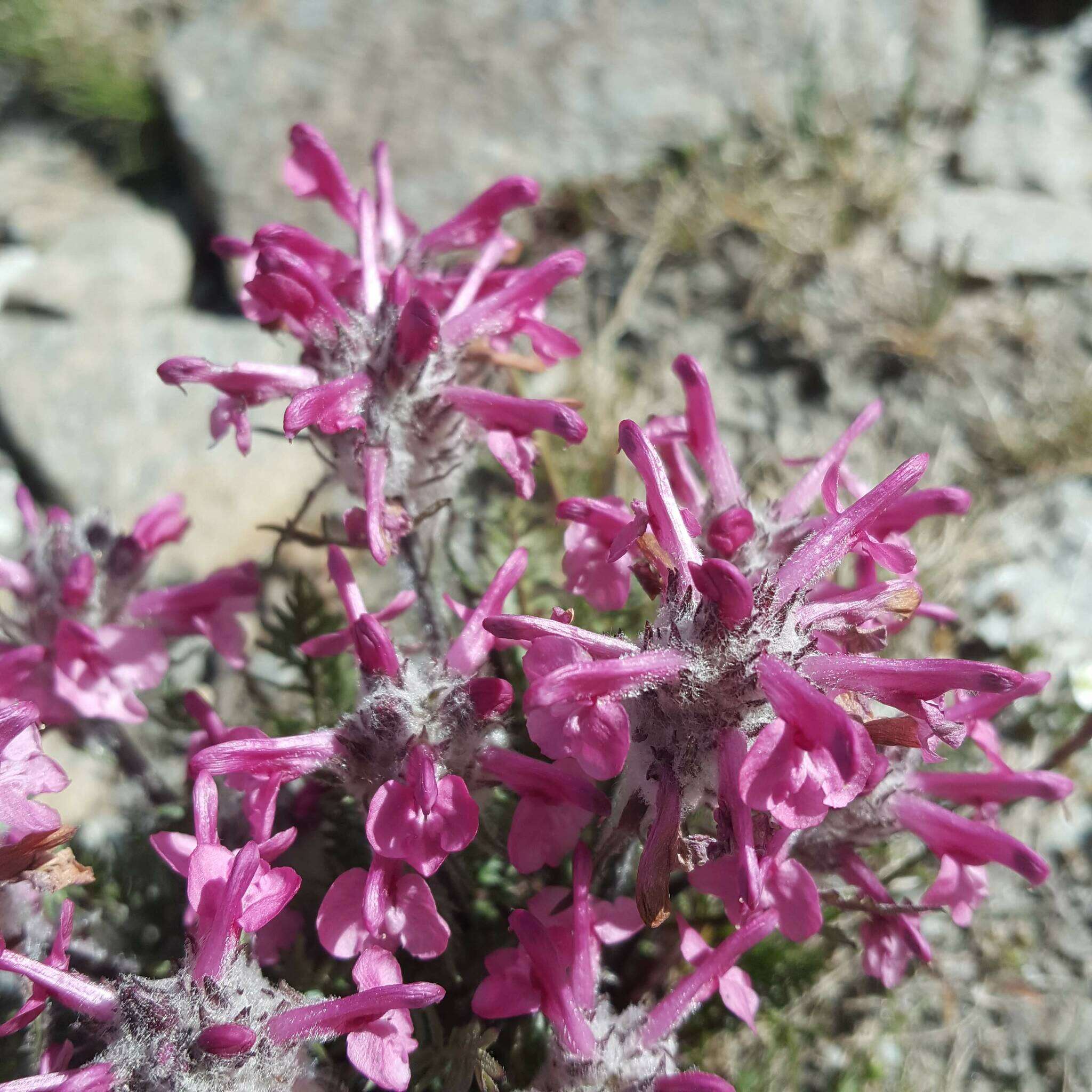 Image of Pedicularis rosea subsp. allionii (Rchb. fil.) E. Mayer