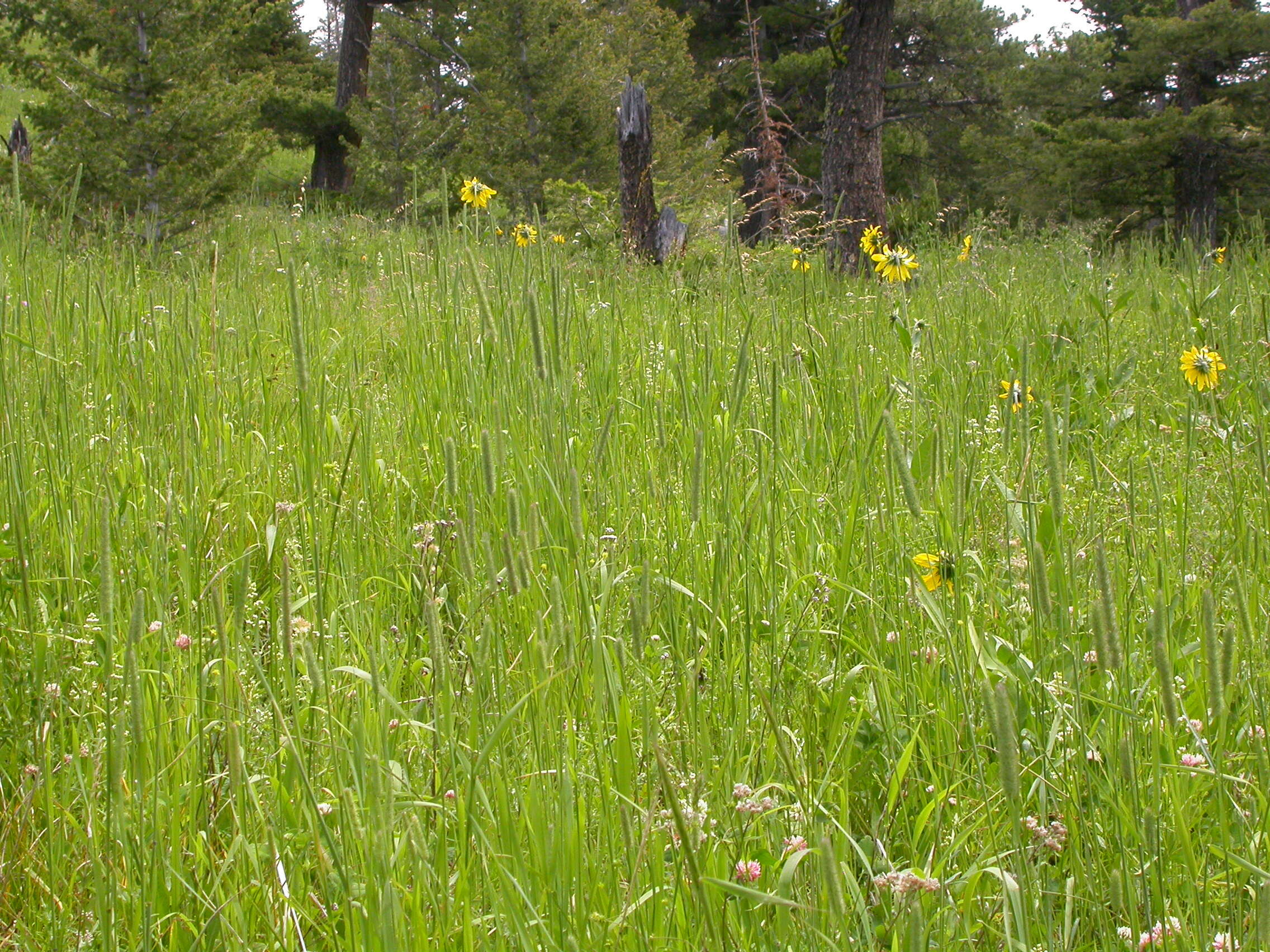 Sivun Helianthella uniflora (Nutt.) Torr. & A. Gray kuva