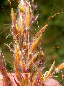 Image of Indiangrass