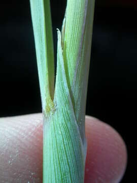 Image of Indiangrass