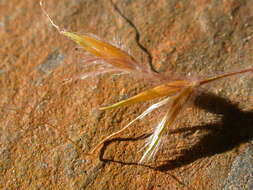 Image of Indiangrass