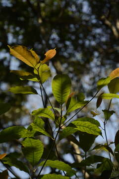 Imagem de Palaquium ellipticum (Dalzell) Baill.