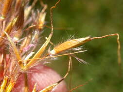 Image of Indiangrass