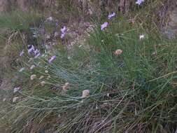 Image de Lomelosia graminifolia (L.) W. Greuter & Burdet