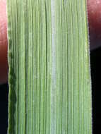 Image of Indiangrass