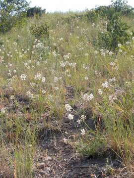 Image of Lady's leek