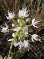 Image of Lady's leek