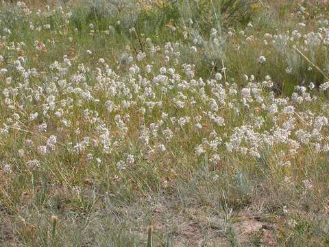 Image of Lady's leek