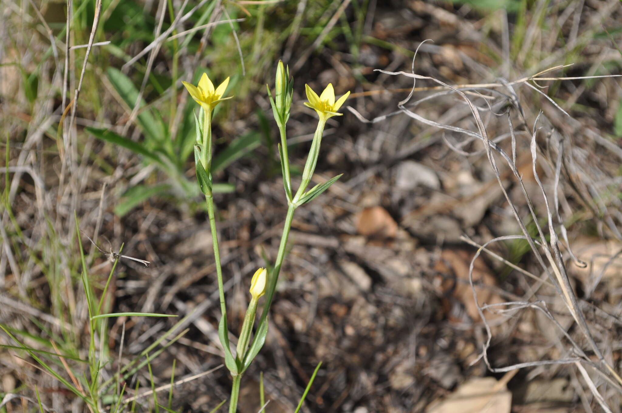 Image of Yellow centaury