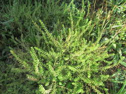 Lepidium apetalum Willd. resmi