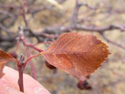 Слика од Amelanchier alnifolia (Nutt.) Nutt.