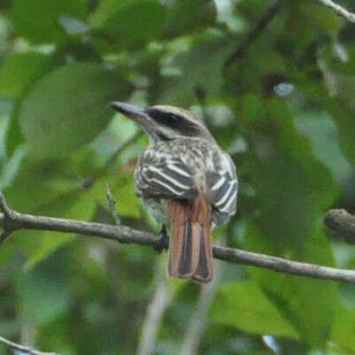 Image of Streaked Flycatcher