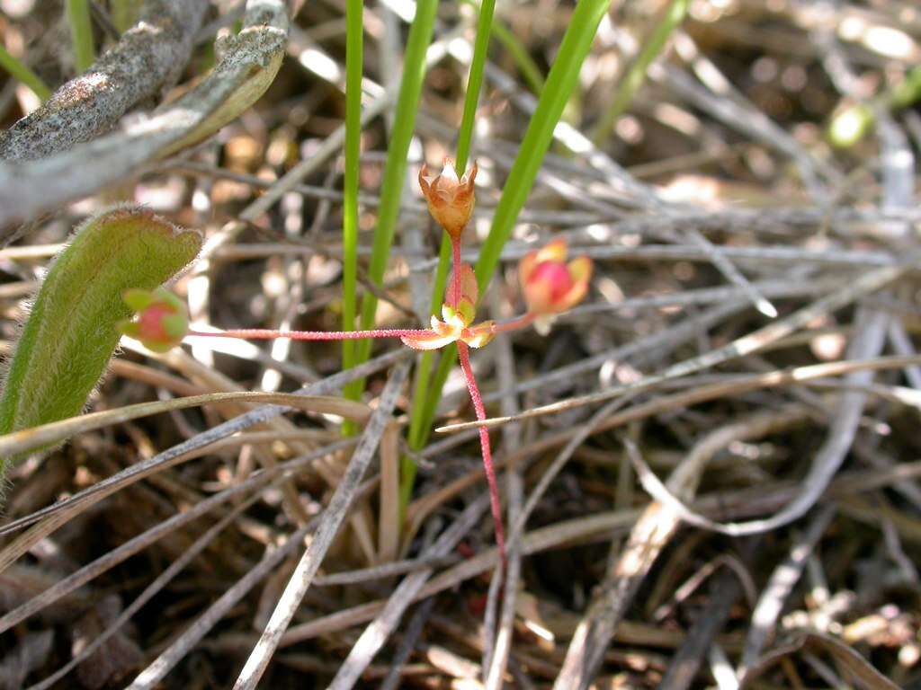 Image of western rockjasmine