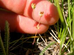 Image of western rockjasmine