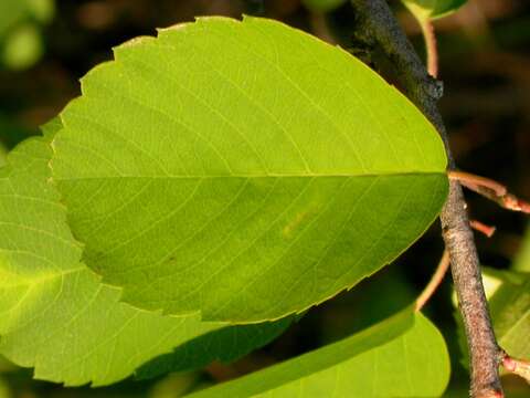 Слика од Amelanchier alnifolia (Nutt.) Nutt.