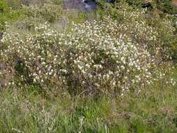 Слика од Amelanchier alnifolia (Nutt.) Nutt.