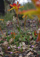 Image of Anigozanthos humilis subsp. humilis