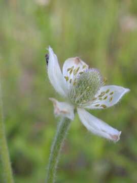 Image de Anemone multifida Poir.