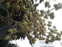 Image of Buddleja bullata Kunth