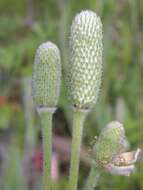 Image of Pacific anemone