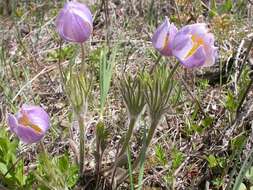 Image of Eastern Pasque Flower