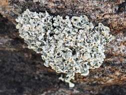 صورة Cladonia stipitata Lendemer & B. P. Hodk.