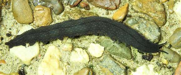 Image of Nodocapitus barryi Reid 1996